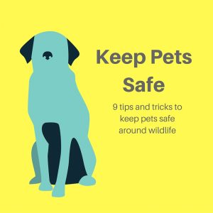 Keep Pets Safe